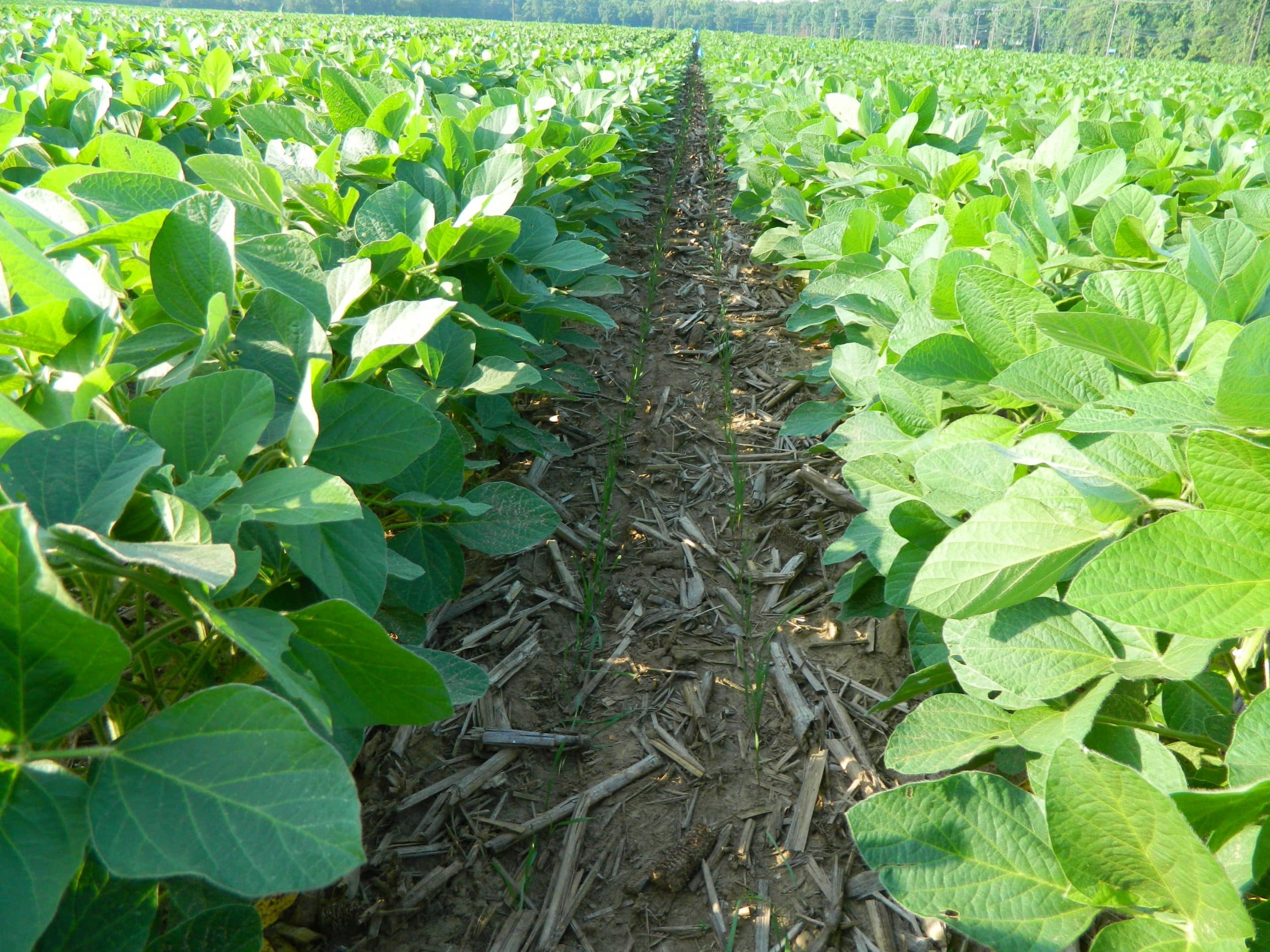 Ryegrass interseeded into soybeans. Photo credit: Mirsky lab.