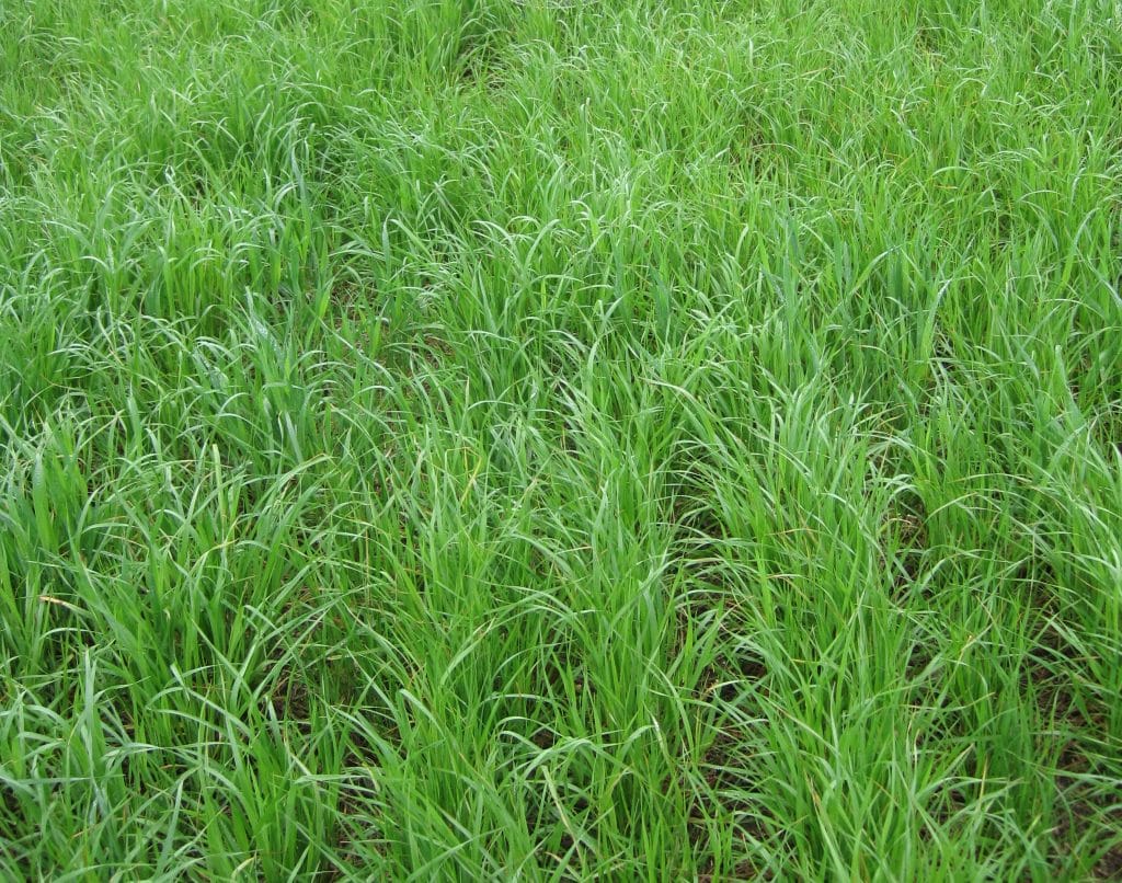 Grasses - Northeast Cover Crops Council